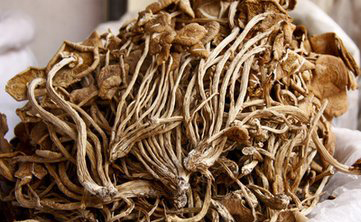 茶树菇烘干