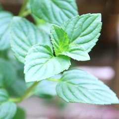 留兰香烘干