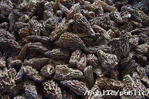 羊肚菌营养价值