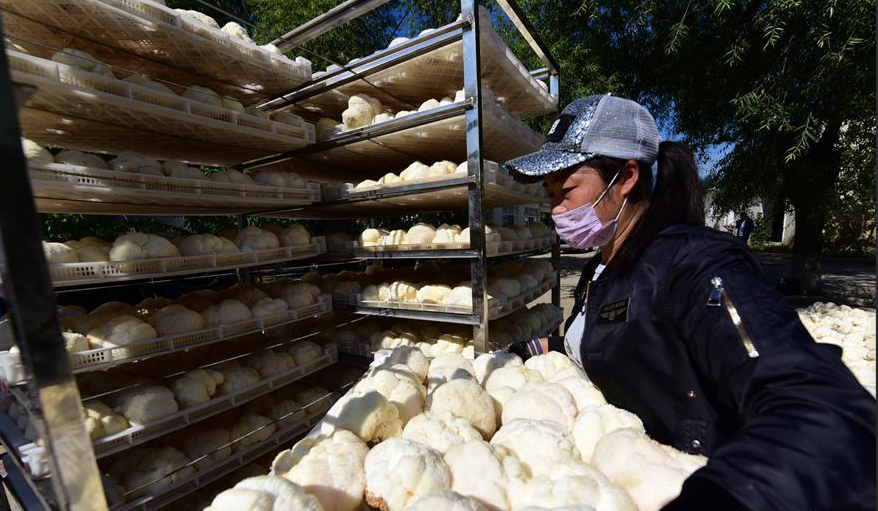 近日黑龙江猴头菇大量收成，热泵烘干机在当中起多大作用？